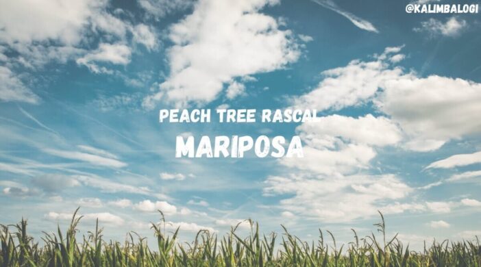 maxresdefault-2020-07-27T210059.492-702x390 Mariposa - Peach Tree Rascal 