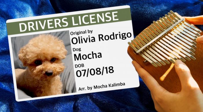 C7D5574A-E2C0-4C38-86D7-90F0A7FD7B08-67a2936c-702x390 Drivers License, Olivia Rodrigo 