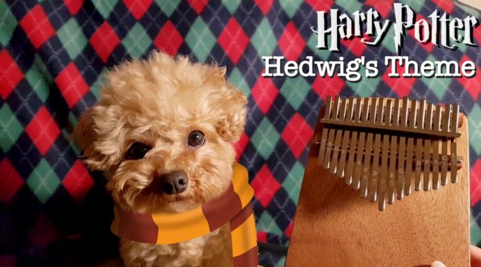 Harry Potter Hedwig's Theme Easy Kalimba Tabs Intermediate Kalimba Tabs tutorial Harry Potter F0DB80CB-5196-46FD-9C30-C3B12604338B-6be082cc-702x390 Harry Potter Hedwig's Theme