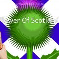 thumbnail-57-1de4047d-120x120 🏴󠁧󠁢󠁳󠁣󠁴󠁿 Flower Of Scotland  