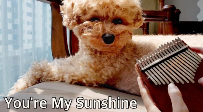 BE960105-337A-4F65-BB28-016BED688E6E-3eadda62-702x390 You are my sunshine  