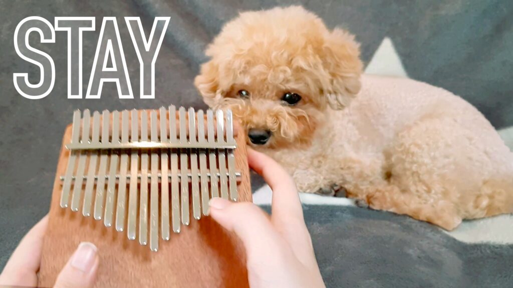 Stay, The Kid LAROI ft. Justin Bieber Kalimba Tabs Letter & Number Notes Tutorial - KalimbaTabs.net