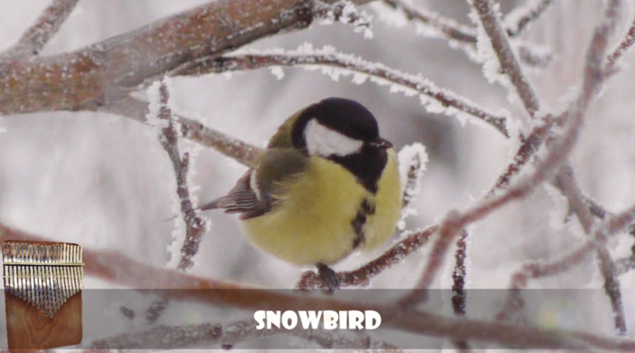 Snowbird (Anne Murray, Elvis Presley) - 21 key Kalimba cover (C-major) Easy Kalimba Tabs Intermediate Kalimba Tabs Gene MacLellan elvis presley Canadian Snowbird-2e934955-702x390 Snowbird (Anne Murray, Elvis Presley) - 21 key Kalimba cover (C-major)