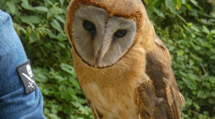 1000011474-702x390 Gold - Owl City 