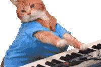 bonjour KeyBoard Cat Meme  