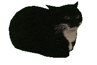 spinning-maxwell Maxwell The Cat Theme  