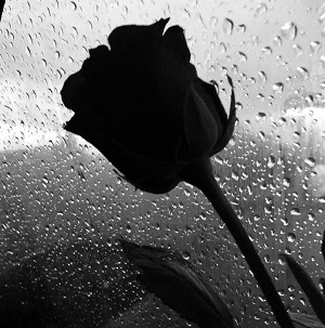 black-rose-sad Someday I'll Get It - Alek Olsen 