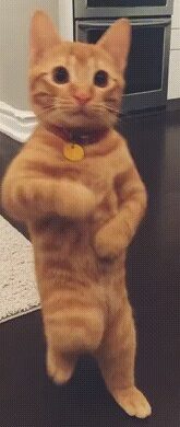 orange-cat-dance-meme-165x390 Colder Than Ice - Cat Tiktok Meme Dance 