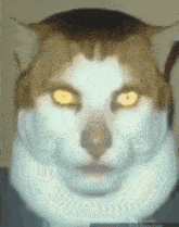 cat-monday-left-me-broken-cat monday left me broken meme (waiting for love - Avicii) 