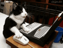 working-cat Site Under Maintenance (📱 Web App Coming Soon!) 