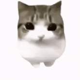 dam-dam-didi-cat Dam Dam Diri Diri Terranova - Janina Meme (EASY)  